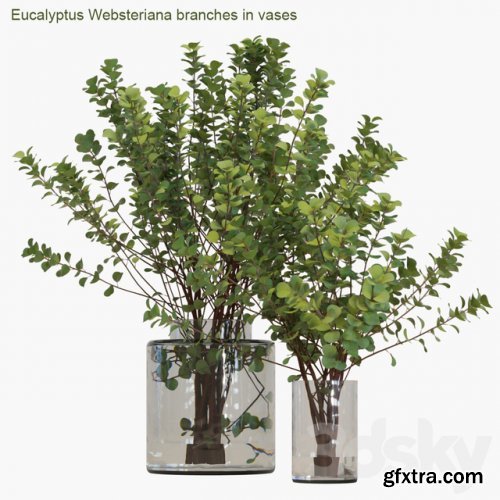 Eucalyptus Websteriana branches in vases # 2
