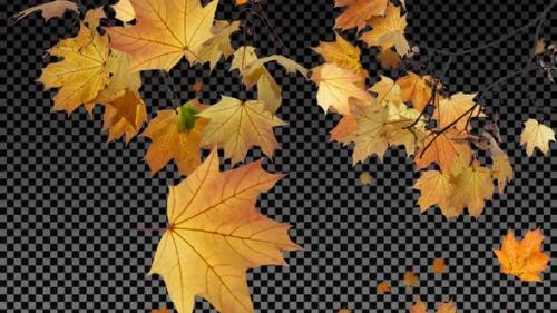 Videohive - Maple Tree Branches and Falling Leaves - Transparent Background - 38485590