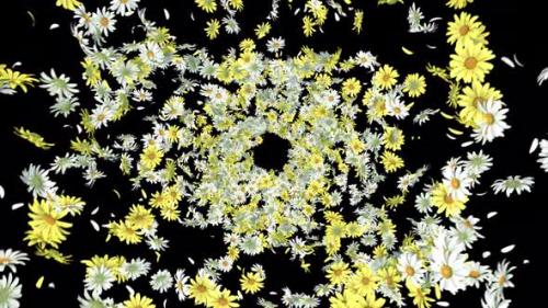 Videohive - Daisy Swirl with Alpha - 38757525