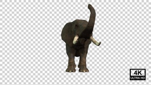Videohive - Elephant Dousing Front View - 38758575