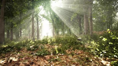 Videohive - Forest Trees Nature Green Wood Sunlight View - 38781981