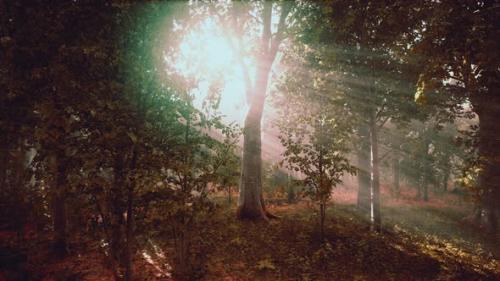 Videohive - Light Shining Down in Nature - 38781993