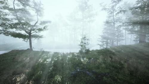 Videohive - Beautiful Morning in the Forest - 38782088