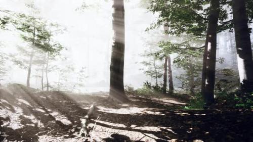 Videohive - Sunrays in a Forest on a Hazy Morning - 38782101