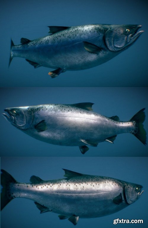 Chinook Salmon (Ocean phase) 3D Model