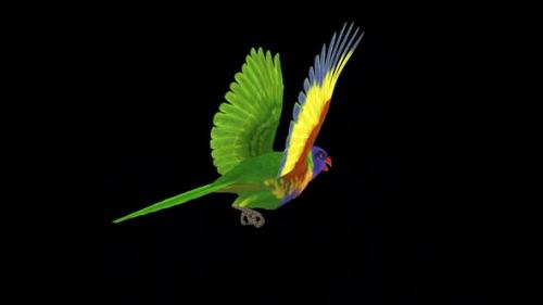 Videohive - Rainbow Lorikeet - Asian Parrot - Flying Bird - Back Angle CU - Transparent Loop - 38866370