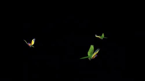 Videohive - Rainbow Lorikeet - Asian Parrot Bird - Three Flying Around - Transparent Loop - 38866373