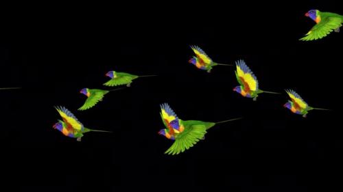 Videohive - Rainbow Lorikeets - Asian Parrots - Flying Flock of 10 Birds - Side View CU - Transparent Transition - 38866377