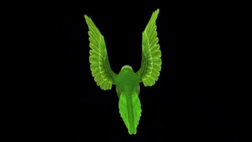 Videohive - Rainbow Lorikeet - Asian Parrot - Flying Bird - Back View CU - Transparent Loop - 38866378