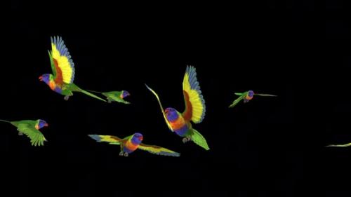 Videohive - Rainbow Lorikeets - Asian Parrots - Flying Flock of 7 Birds - Transparent Transition - 38866360
