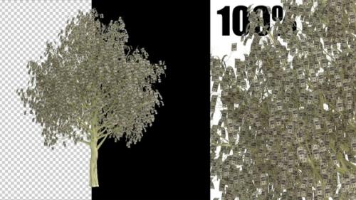 Videohive - Dollar Tree Growth Animation - 38848818