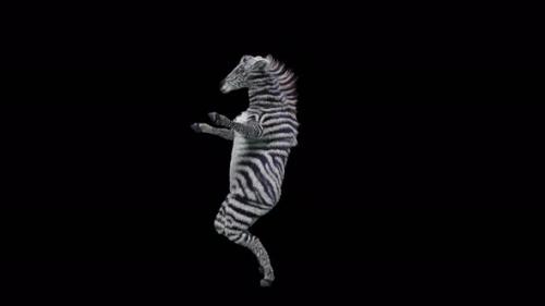 Videohive - 57 Zebra Dancing 4K - 38961491