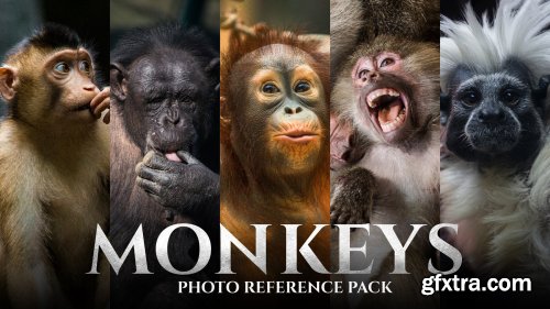 Artstation - Satine Zillah - Monkeys - Photo Reference Pack For Artists