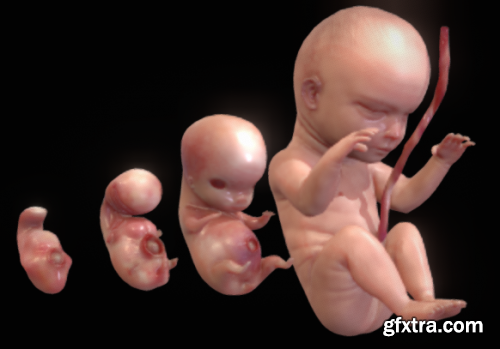 Human embryonic - fetal development stages