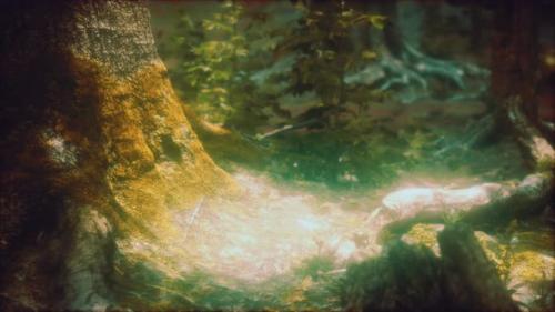 Videohive - Wilderness Landscape Forest with Trees and Moss on Rocks - 38950398