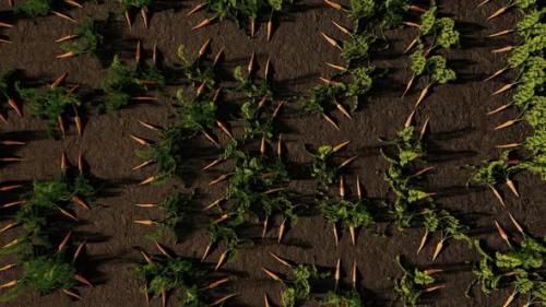 Videohive - Harvest Carrots In The Garden Top View - 38930607