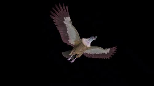 Videohive - Asian Vulture - Himalayan Griffon - Flying Bird - Down Angle View - Transparent Loop - 38958814