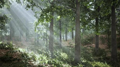 Videohive - Light Shining Down in Nature - 38969083