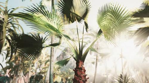 Videohive - Creative Tropical Green Leaves Nature Spring Concept - 39011271