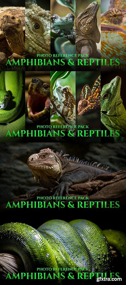 Artstation - Satine Zillah - Amphibians & Reptiles - Photo Reference Pack For Artists 197 JPEGs