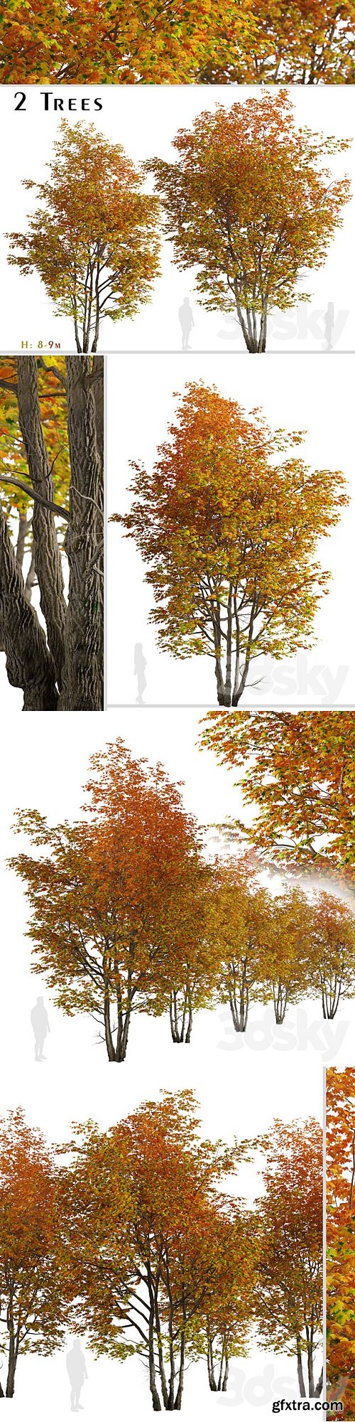 Set of Silver maple Tree (Creek maple) (2 Trees)