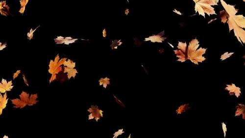 Videohive - Maple Leaves Falling Alpha 01 HD - 39603023