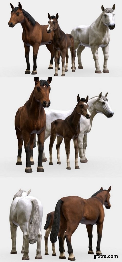 Horse Family 3D Model