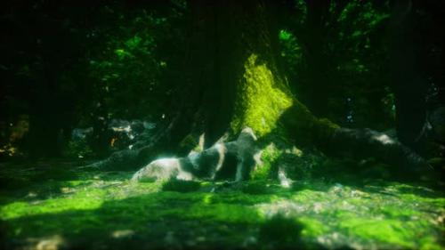 Videohive - Tree Roots and Sunshine in a Green Forest - 39706958