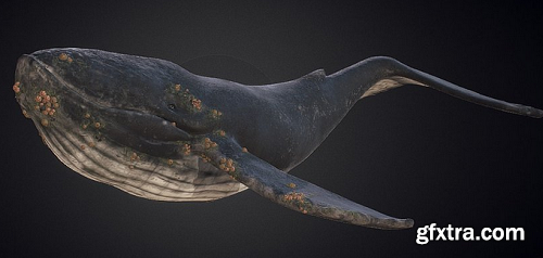 Whale 3D Model