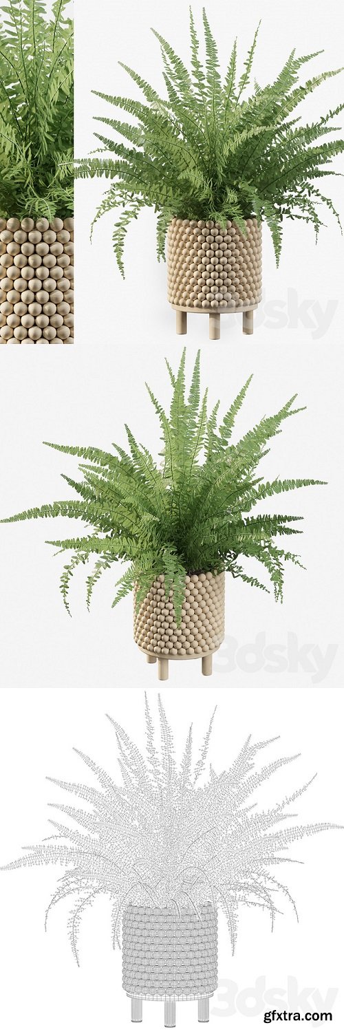 Plants collection 035 – Fern 03