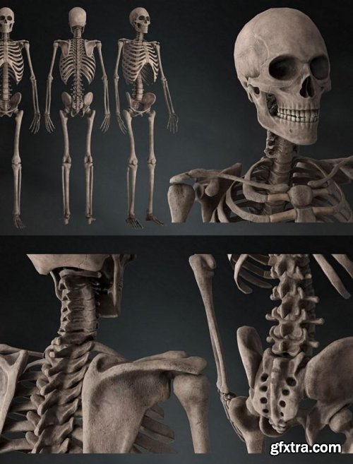 LP Skeleton