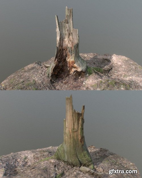 Irregular tree stump 3D Model