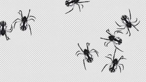 Videohive - Swarm of Spiders - White Black Zebra - Random Crawling - Transparent Loop - 40520128