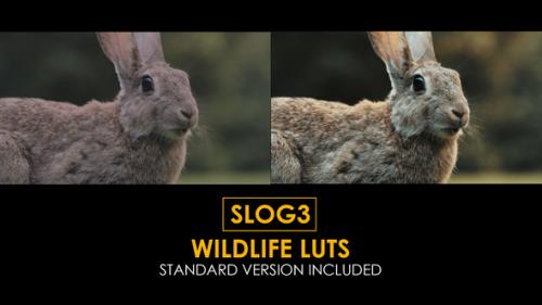 Videohive - Slog3 Wildlife and Standard LUTs - 40915682