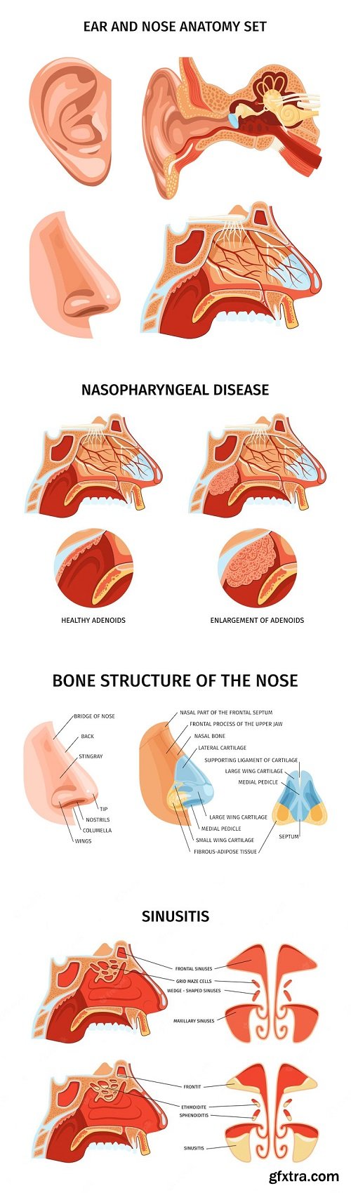 Nose and ear anatomy scheme