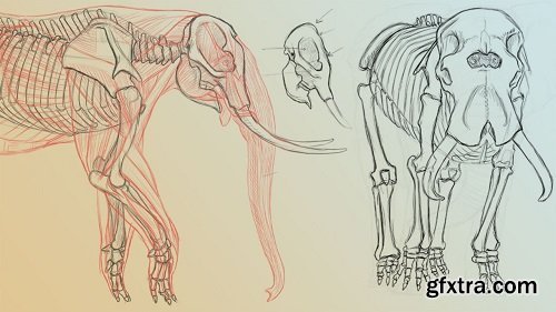 The Gnomon Workshop - Elephant Anatomy Vol. 1: Drawing Skeletons & Musculature