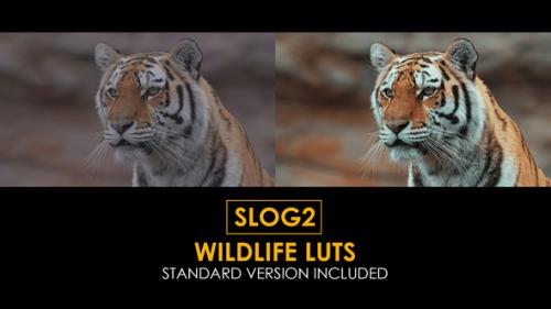 Videohive - Slog2 Wildlife and Standard LUTs - 41884677