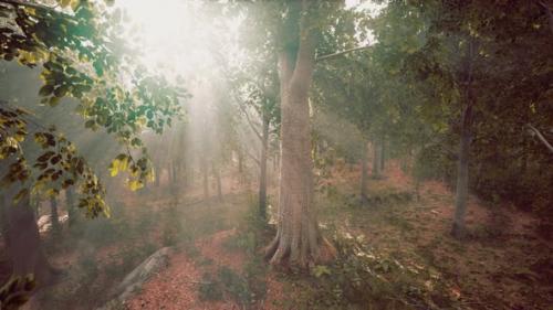 Videohive - Mystical Wood in the Foggy Morning - 41965131