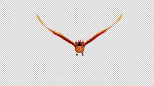Videohive - Phoenix Bird - Hot Red - Flying Loop - Front View - Alpha Channel - 42182452