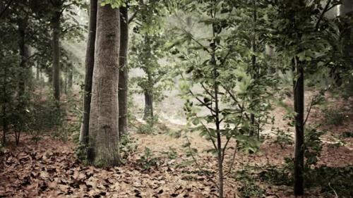 Videohive - Mystical Wood in the Foggy Morning - 42187682