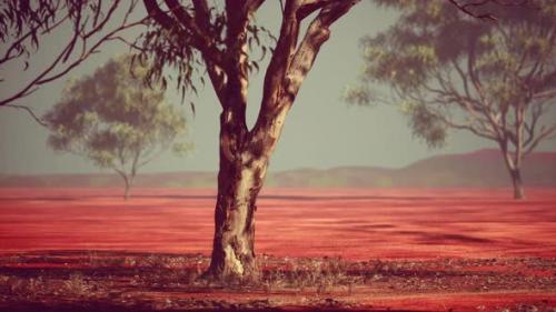 Videohive - Acacia Triis in African Landscape - 42257781