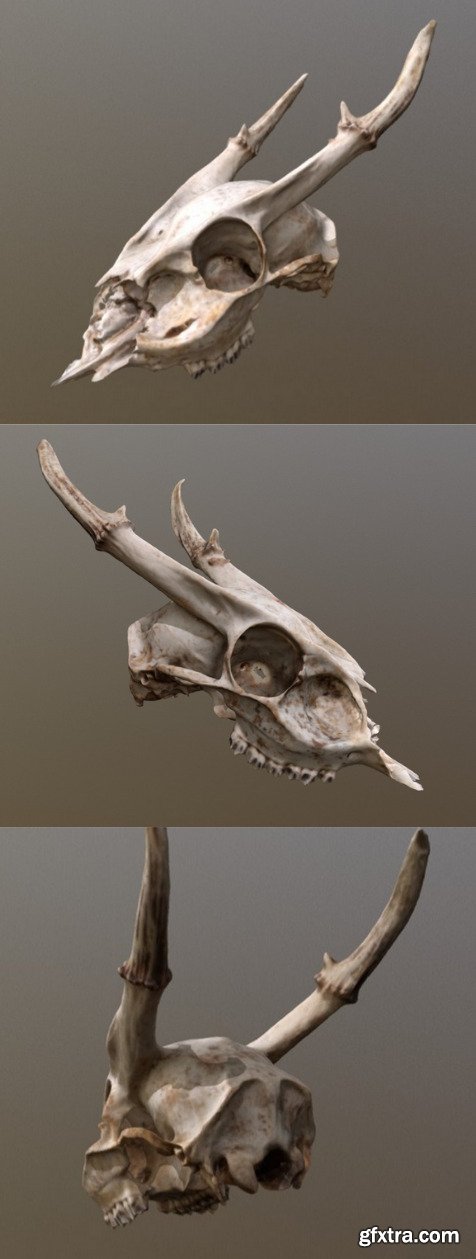 Muntjac Deer Skull 3D Model