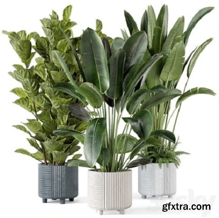 3DSky - Indoor Planters in Cecilia Ficonstone Pot – Set 409 3D Model
