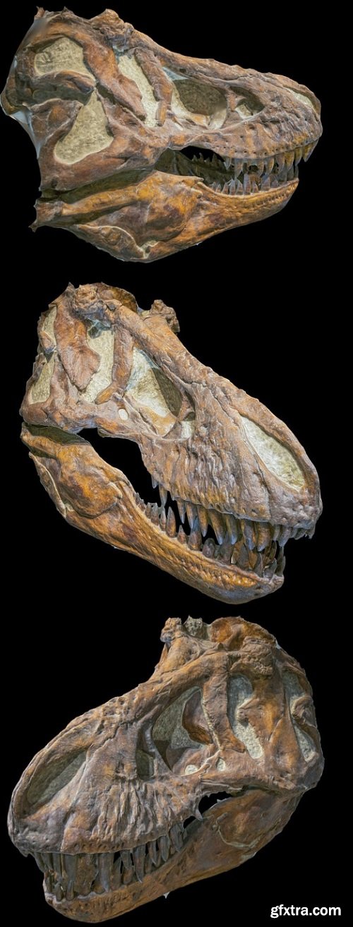 Tyrannosaurus rex skull 3D Model