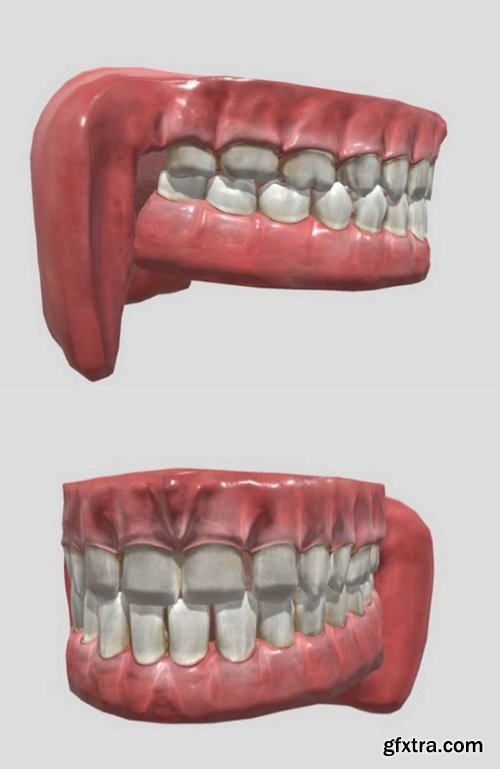 Human Mouth Low Rig Animation 3D Model