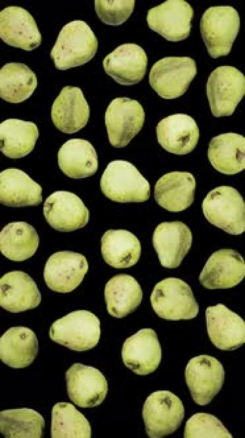 Videohive - Vertical Falling Guavas on Alpha - 42509334