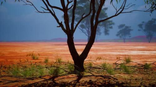 Videohive - Acacia Triis in African Landscape - 42558036