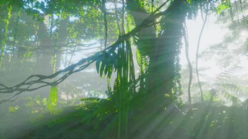Videohive - Photo Inside a Rainforest Covered in Bright Green Moss - 42558467
