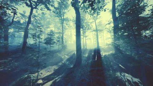 Videohive - Glowing Fog in the Forest in the Evening - 42558515
