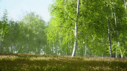 Videohive - Birch Trees on the Green Grass - 42558702